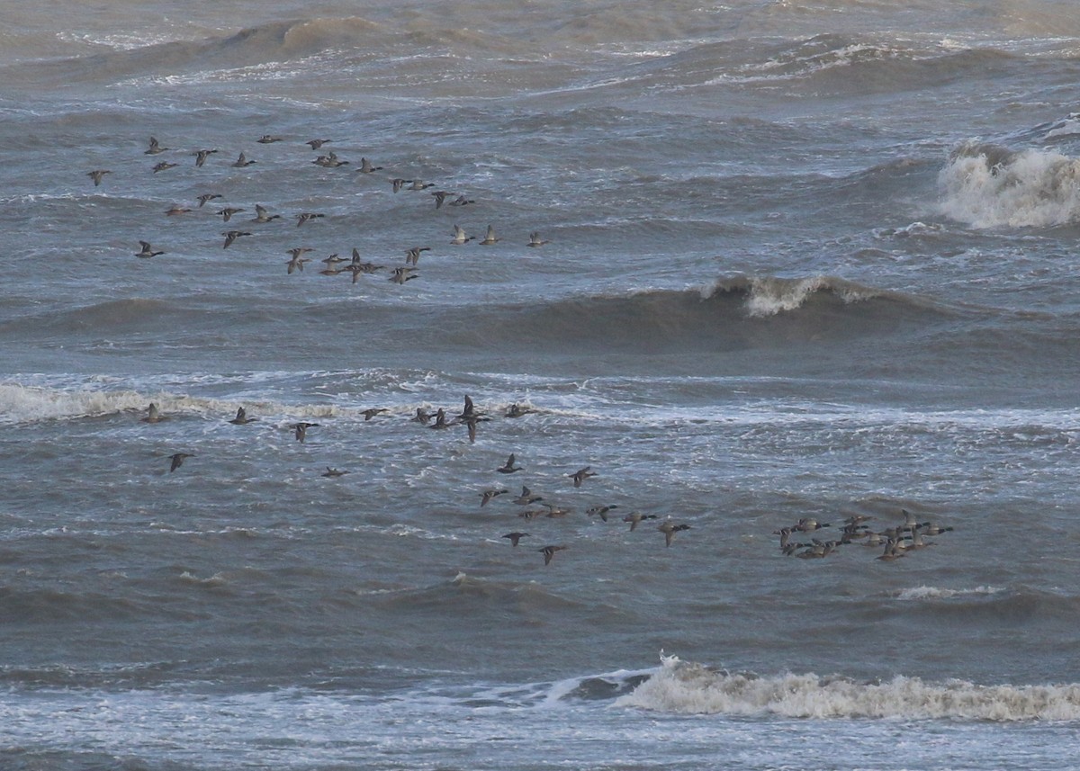 Common Scoter - ML646284672