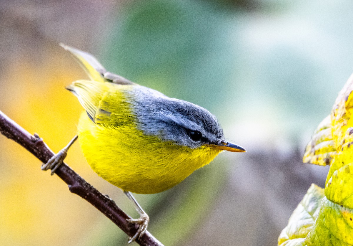 Graukopf-Laubsänger - ML646284673