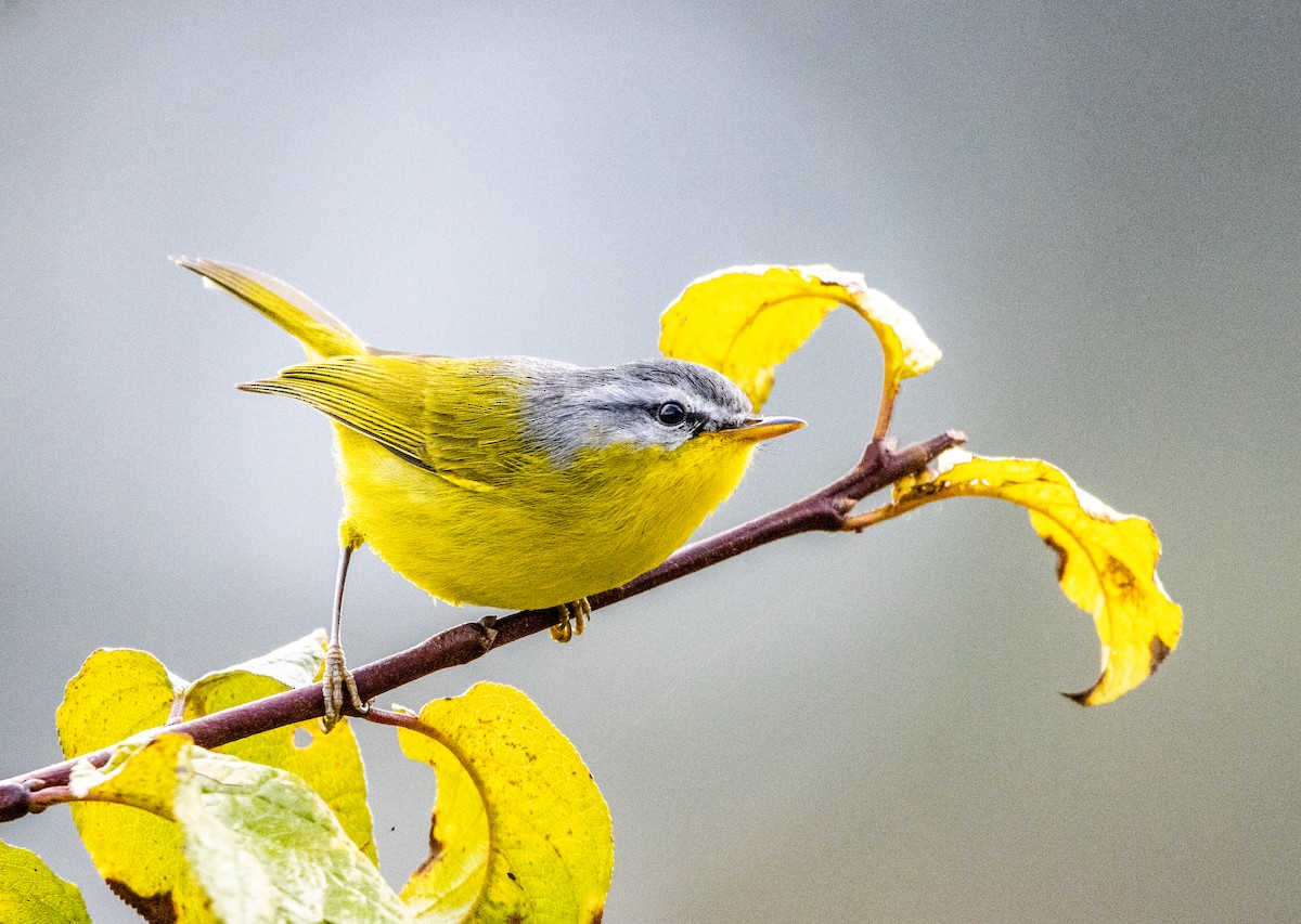 Graukopf-Laubsänger - ML646284674