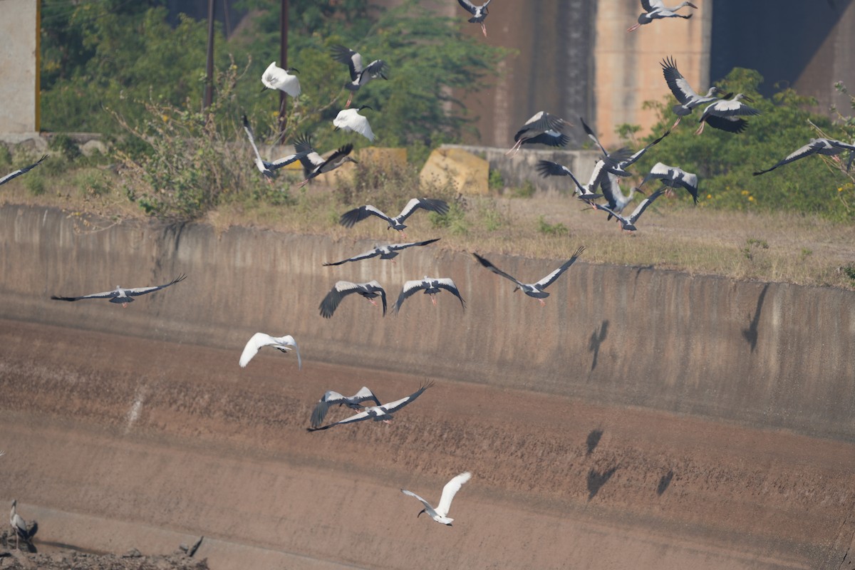Asian Openbill - ML646284676