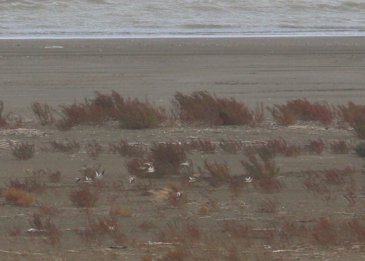 White-winged Lark - ML646284677