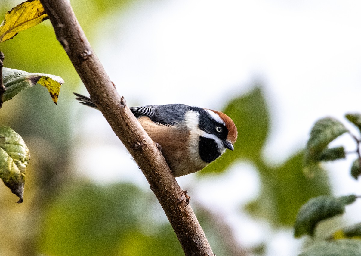 Black-throated Tit - ML646284680