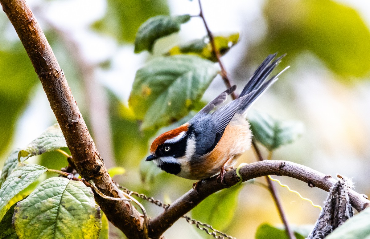 Black-throated Tit - ML646284681