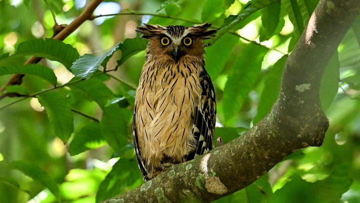 Buffy Fish-Owl - ML646284682