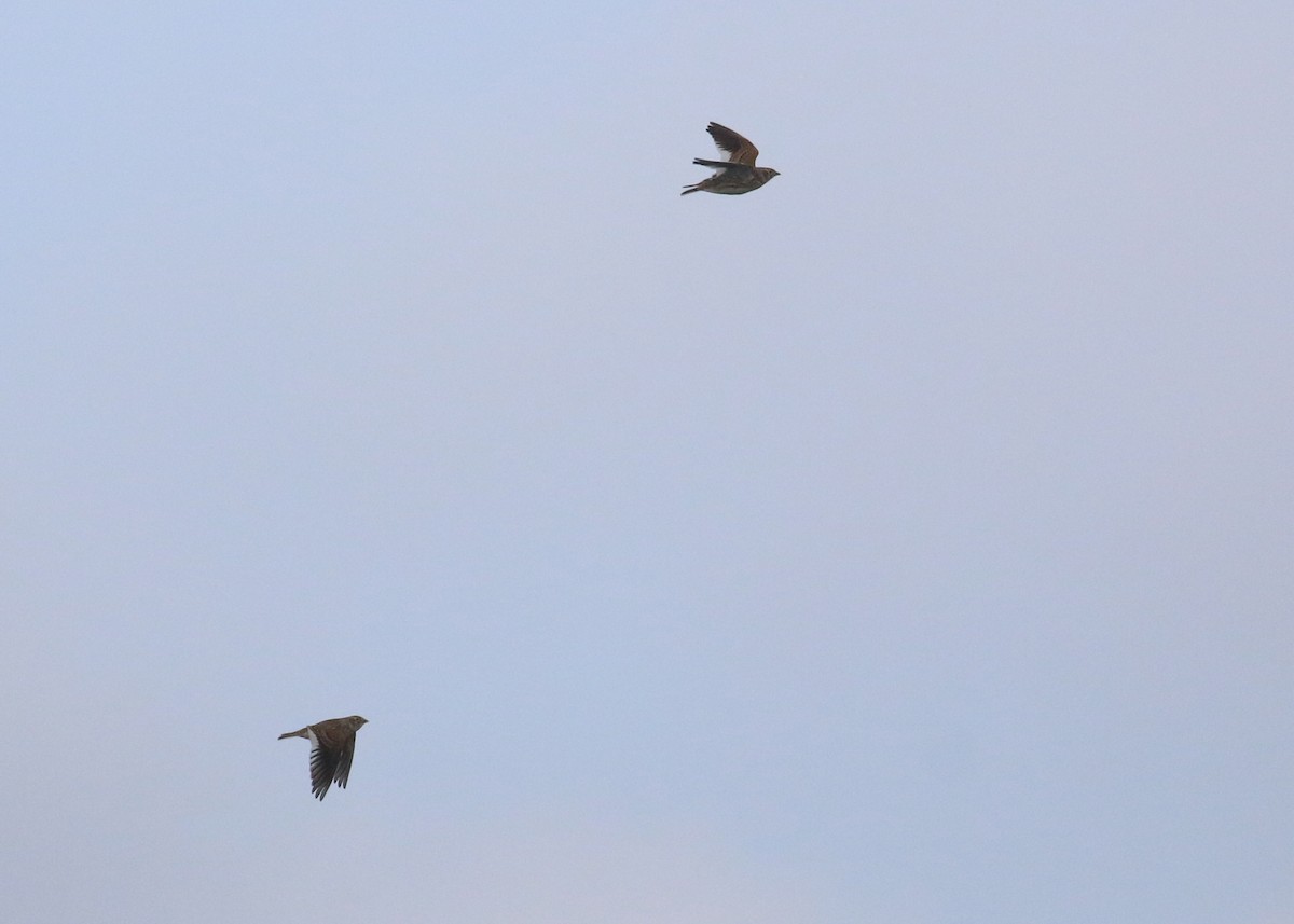 White-winged Lark - ML646284691