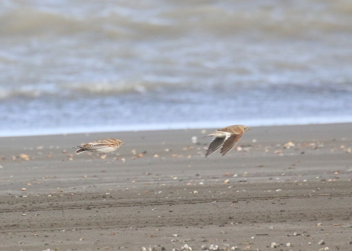 White-winged Lark - ML646284692