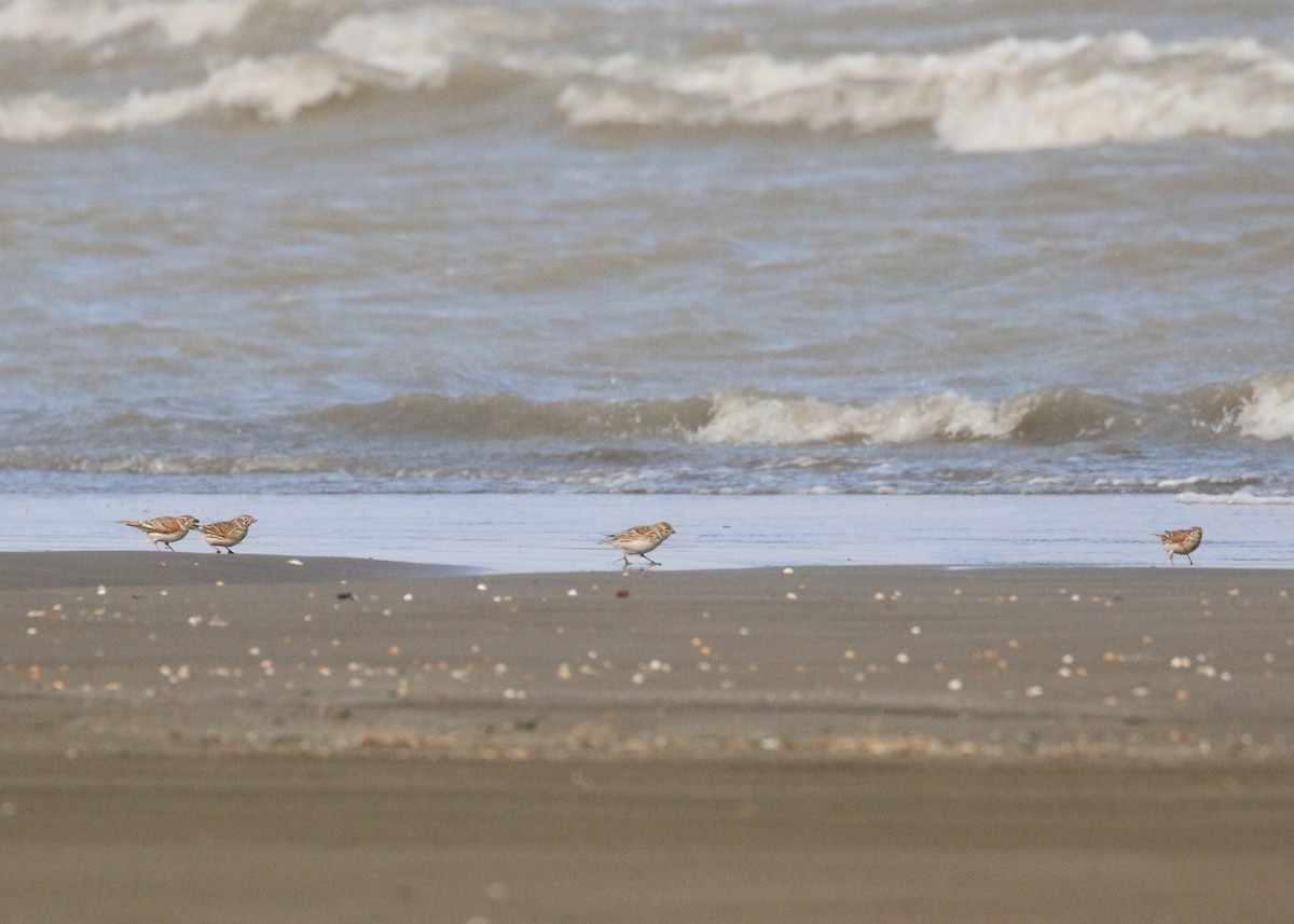 White-winged Lark - ML646284693