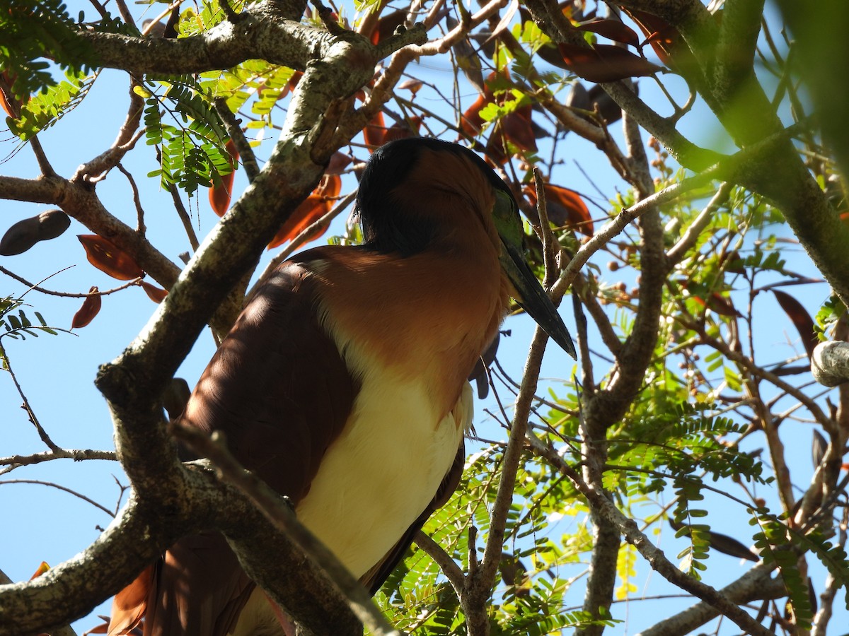 Nankeen Night Heron - ML646284695
