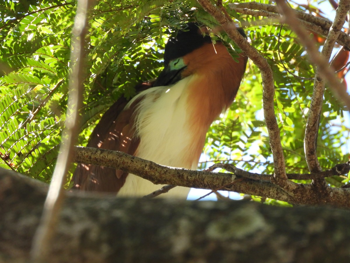 Nankeen Night Heron - ML646284696