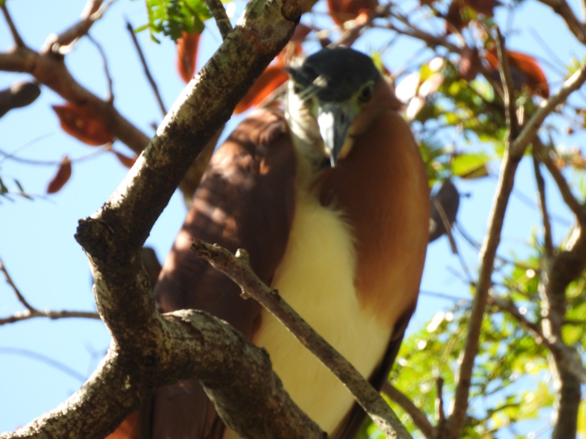 Nankeen Night Heron - ML646284697