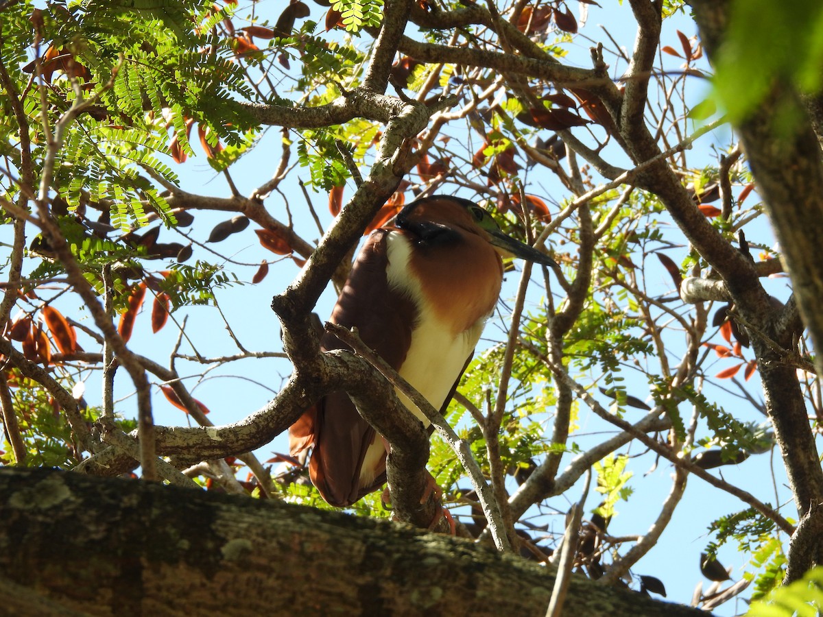Nankeen Night Heron - ML646284698