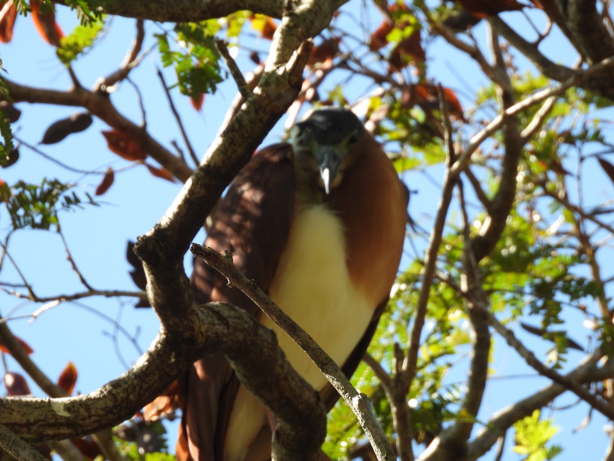 Nankeen Night Heron - ML646284699
