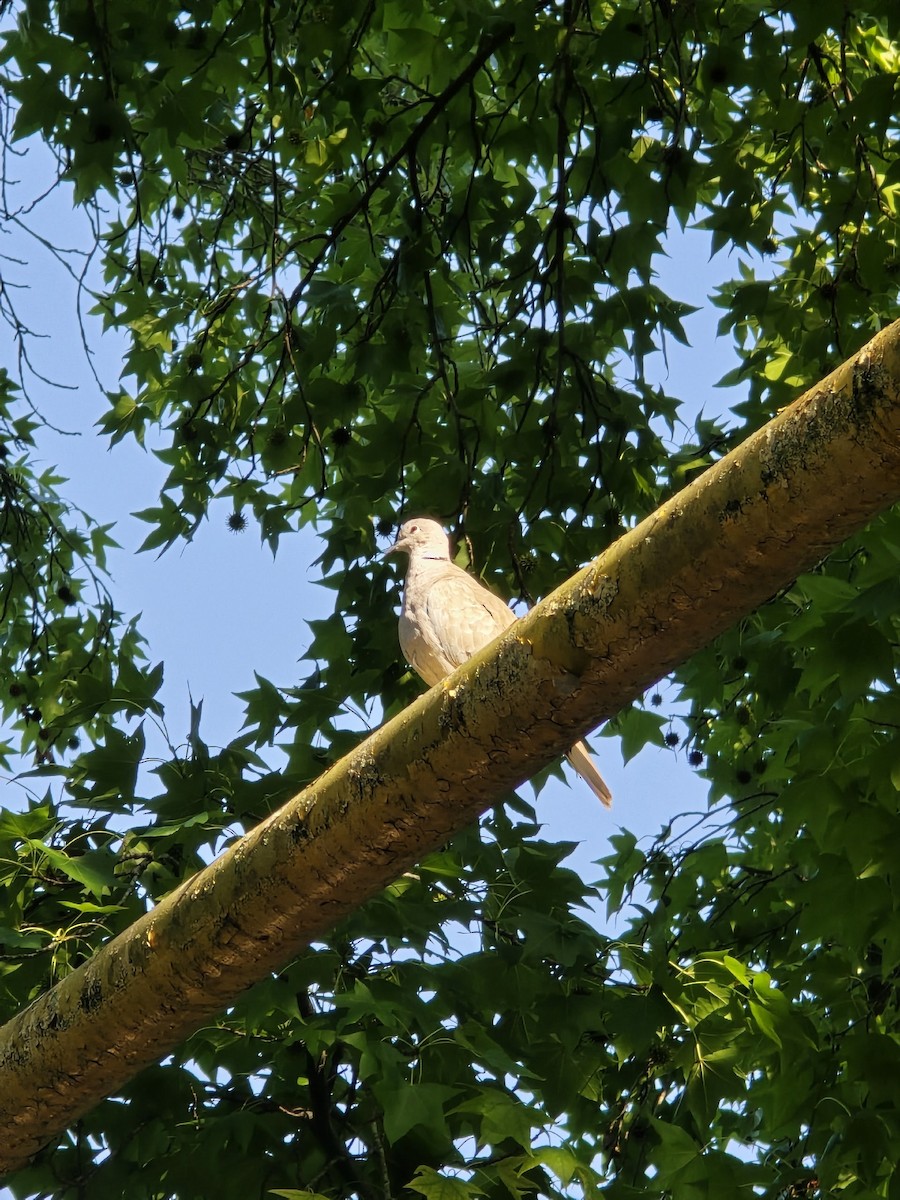 Буулгат хүүрзгэнэ - ML646284715