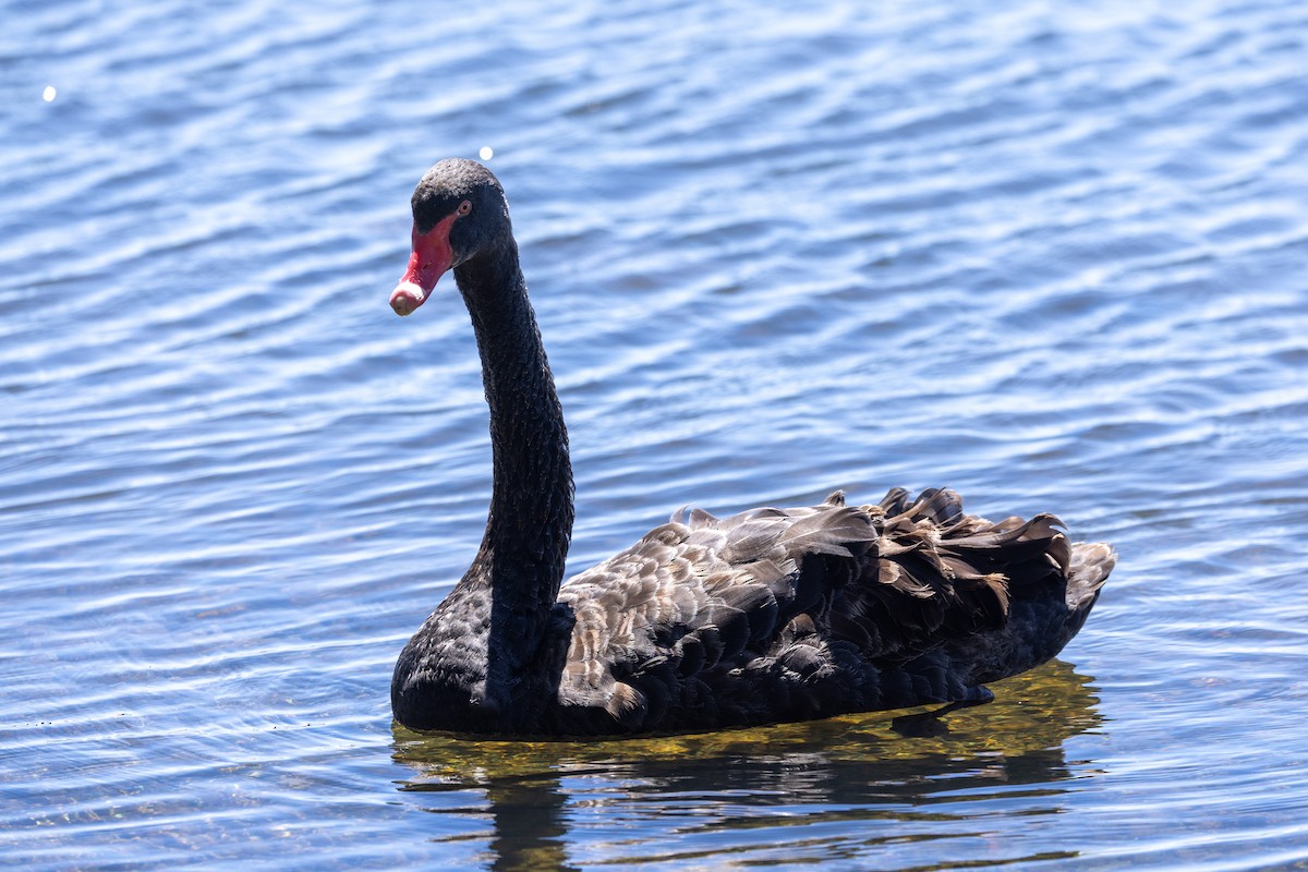 Black Swan - ML646284720