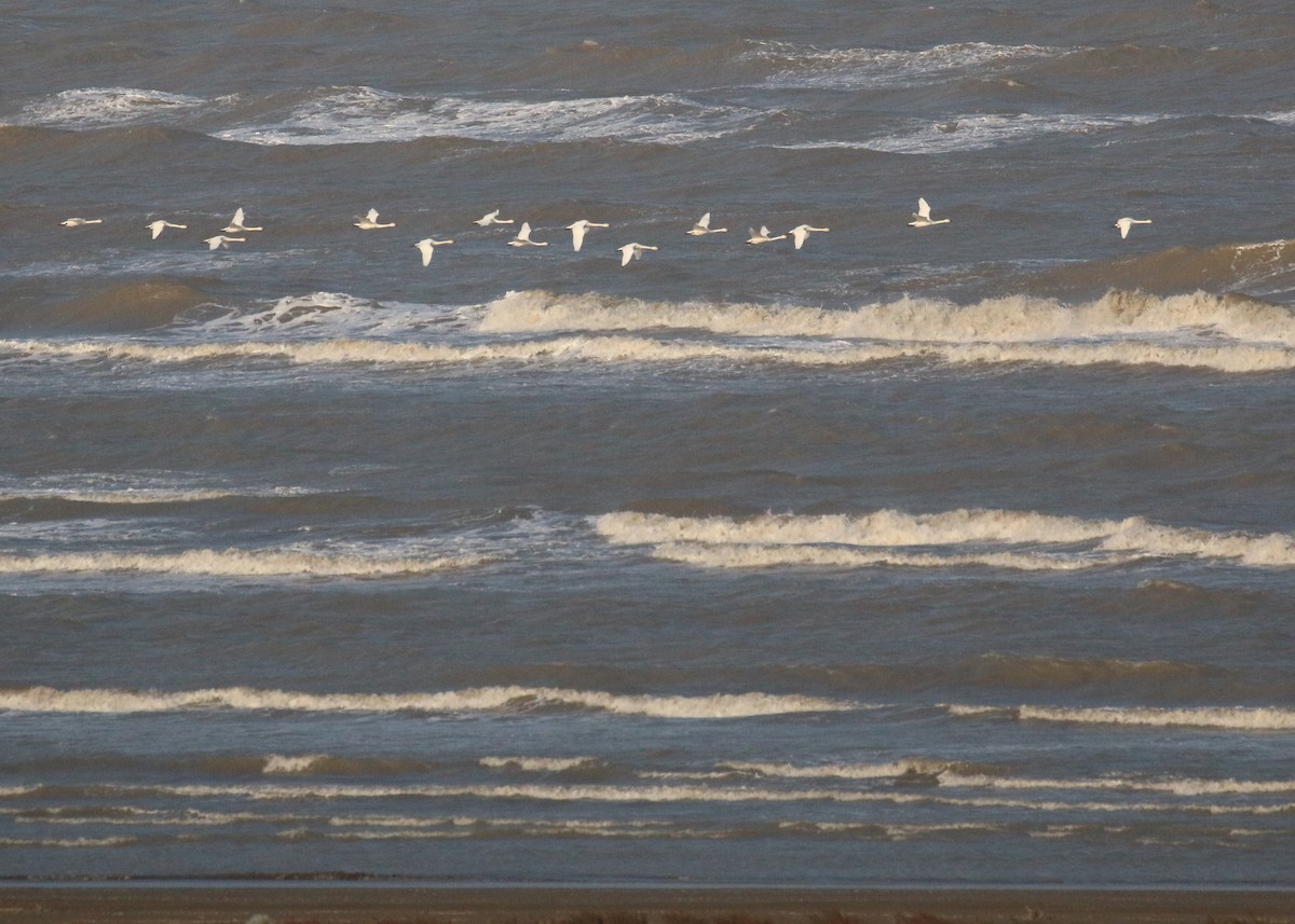 Tundra Swan - ML646284721