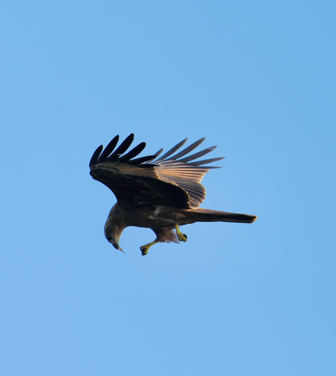 Brahminy Kite - ML646284722