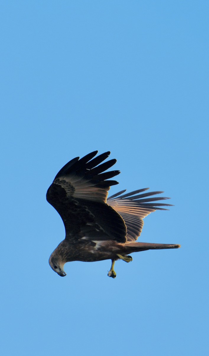 Brahminy Kite - ML646284723