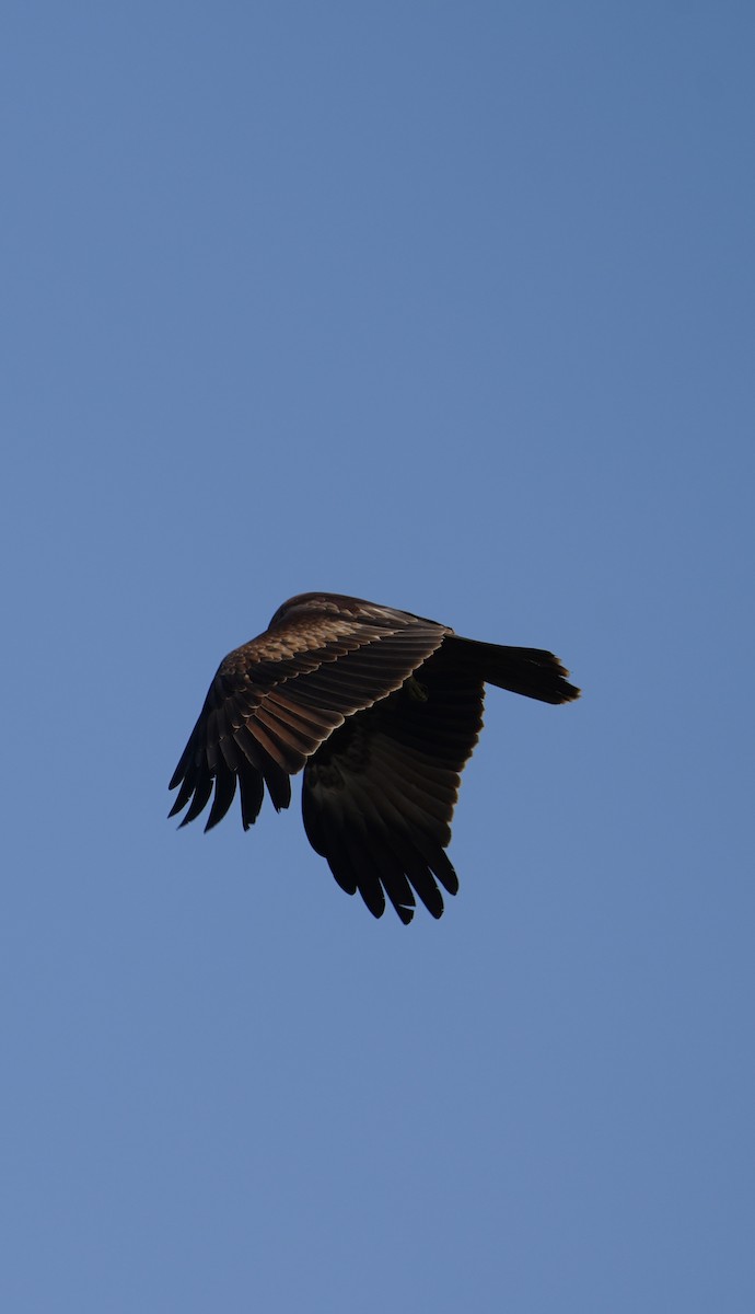 Brahminy Kite - ML646284724