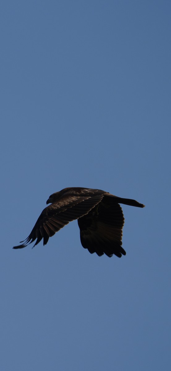 Brahminy Kite - ML646284725