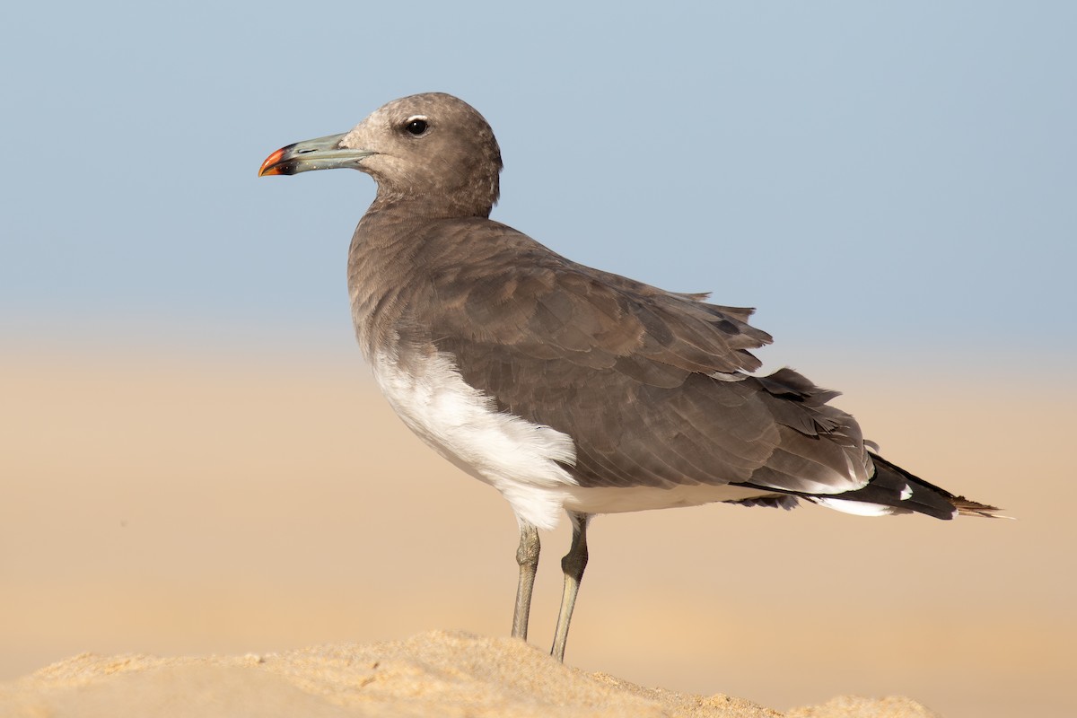 Sooty Gull - ML646284727