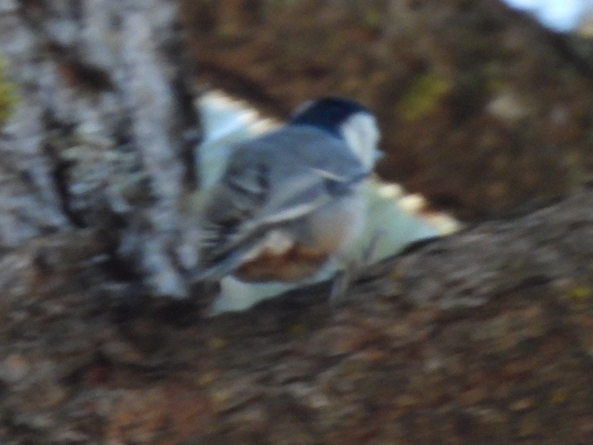 White-breasted Nuthatch - ML646284728