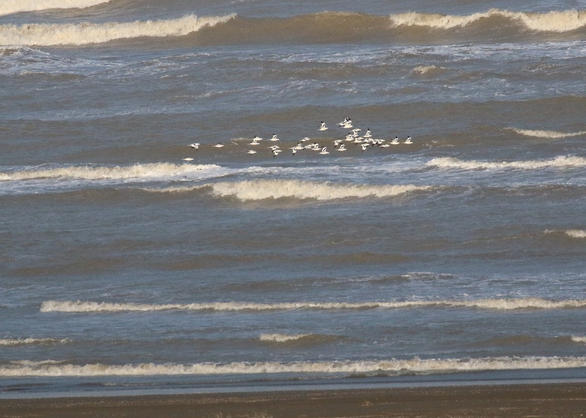 Pied Avocet - ML646284733