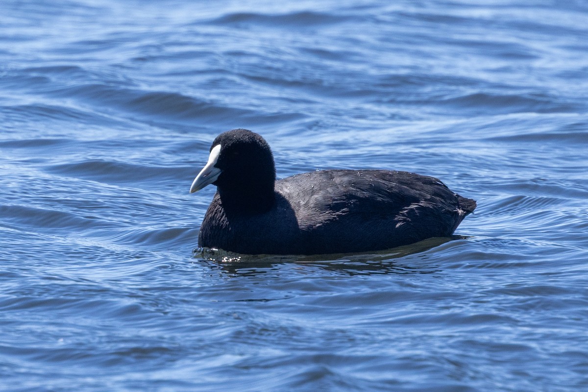 Eurasian Coot - ML646284734