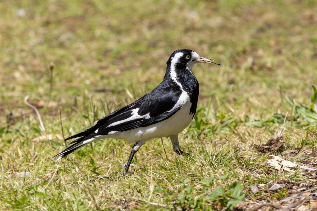 Magpie-lark - ML646284735