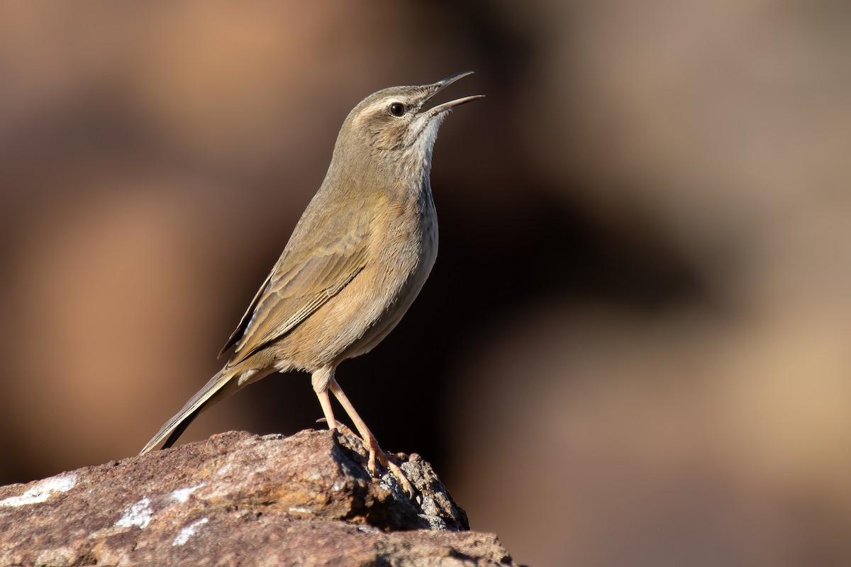 Yellow-tufted Pipit - ML646284736