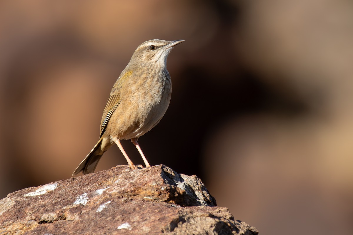 Yellow-tufted Pipit - ML646284737