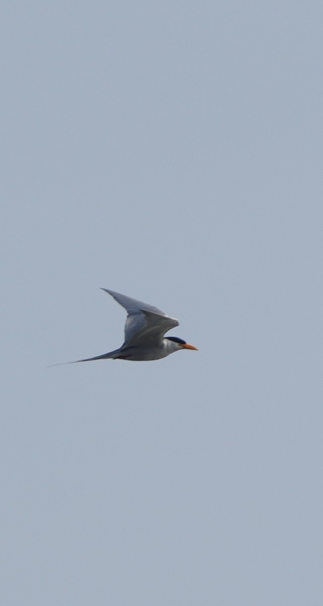 River Tern - ML646284738