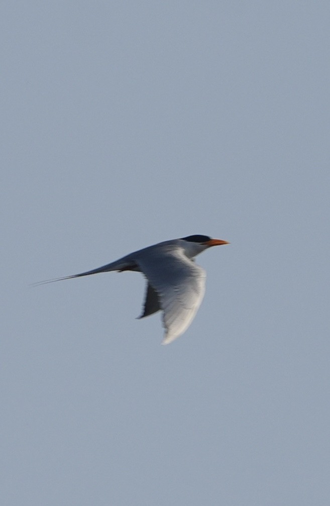River Tern - ML646284739