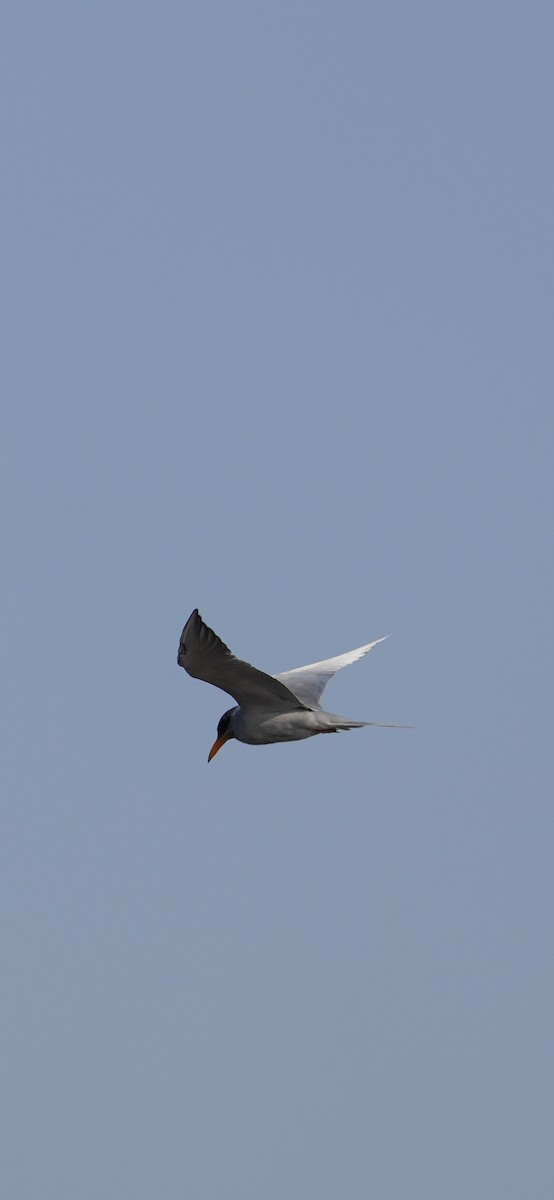 River Tern - ML646284740