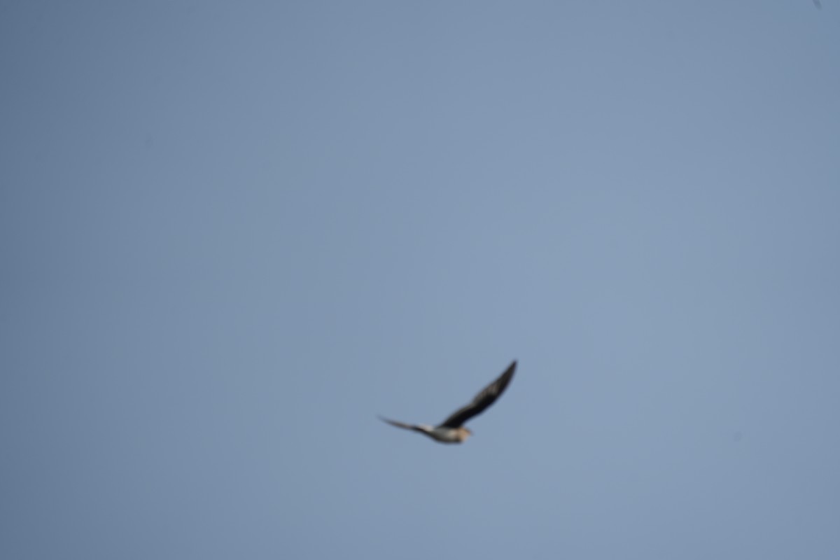 River Tern - ML646284741