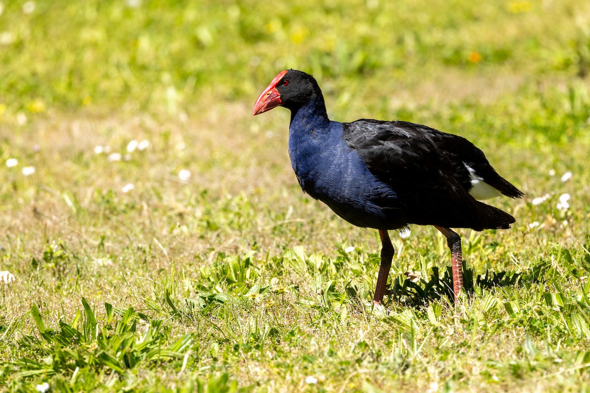 Calamón Australiano - ML646284742