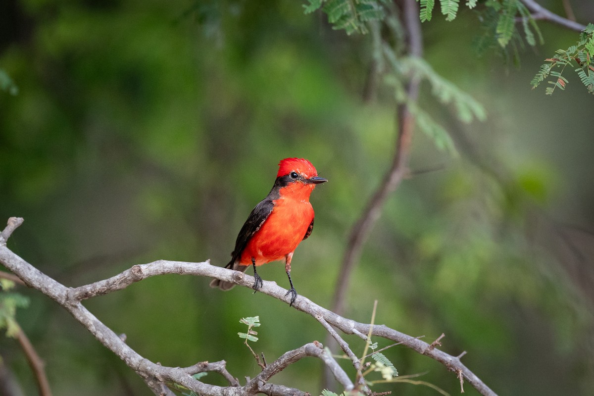 Vermilion Flycatcher (saturatus) - ML646284743