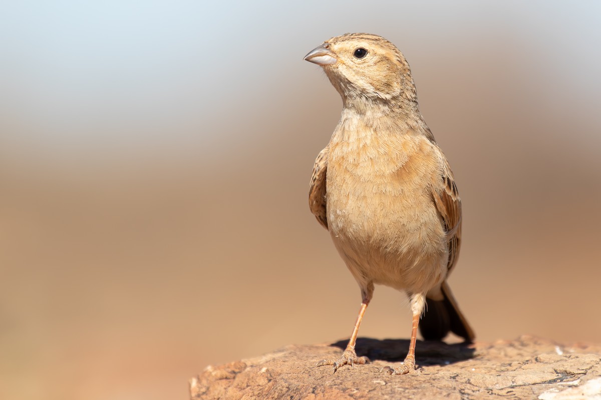 Lark-like Bunting - ML646284744