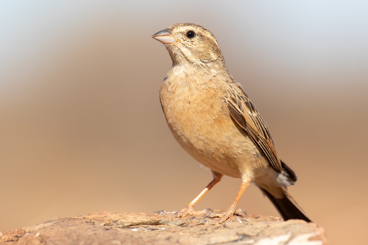 Lark-like Bunting - ML646284745
