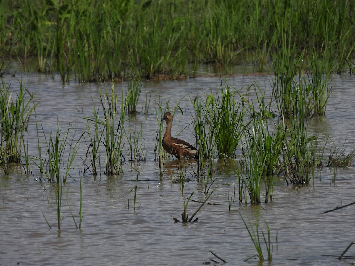 Wandering Whistling-Duck - ML646284747