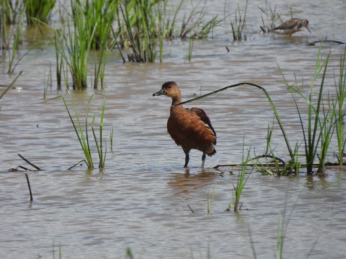 Wandering Whistling-Duck - ML646284748