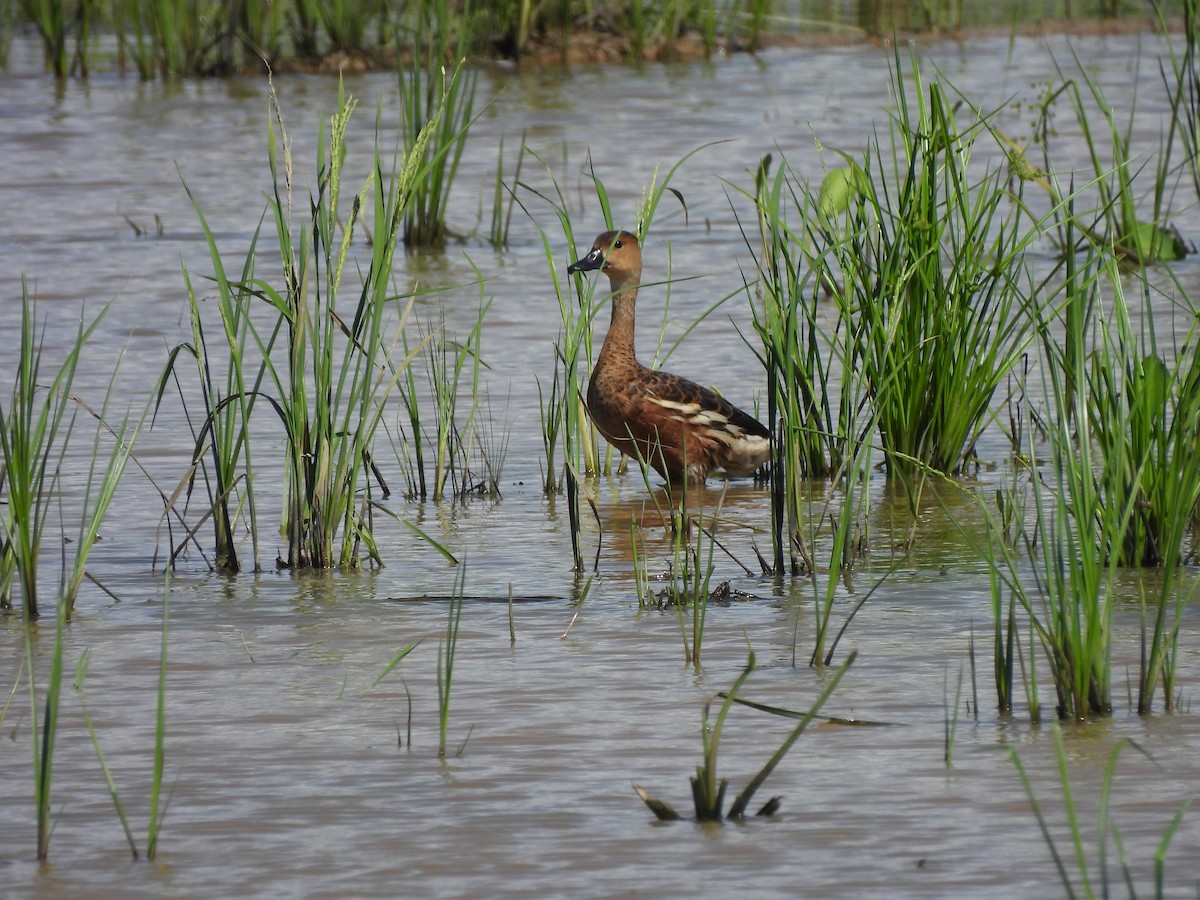 Wandering Whistling-Duck - ML646284749
