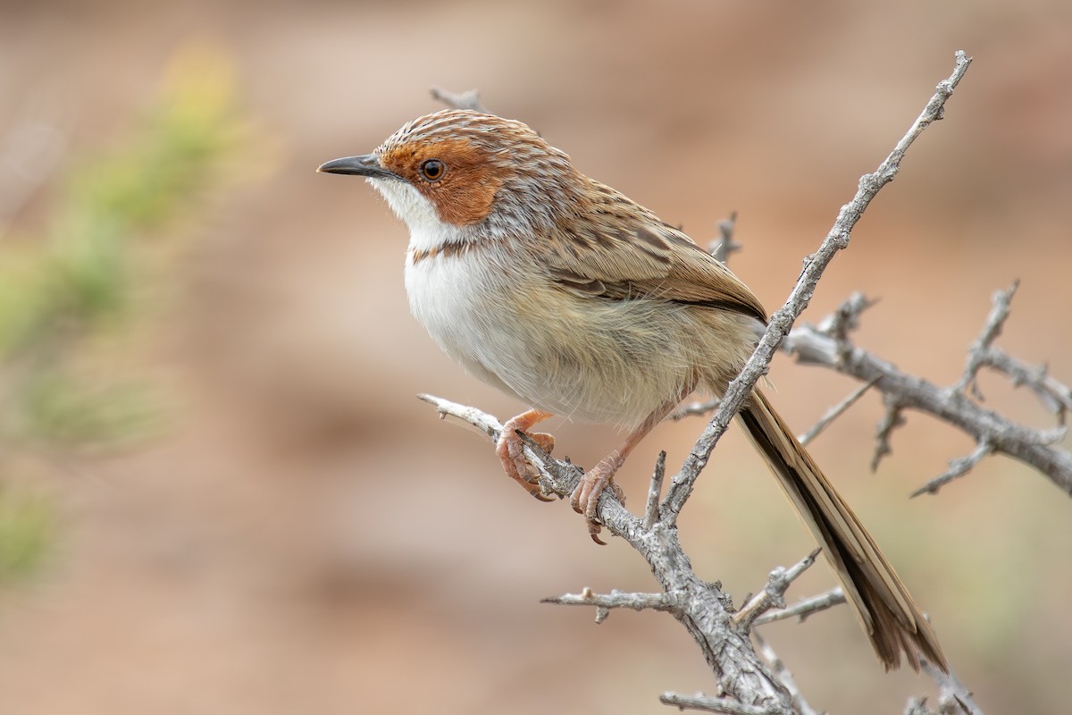 Rufous-eared Warbler - ML646284750