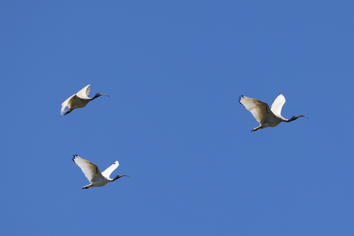Ibis Moluqueño - ML646284751