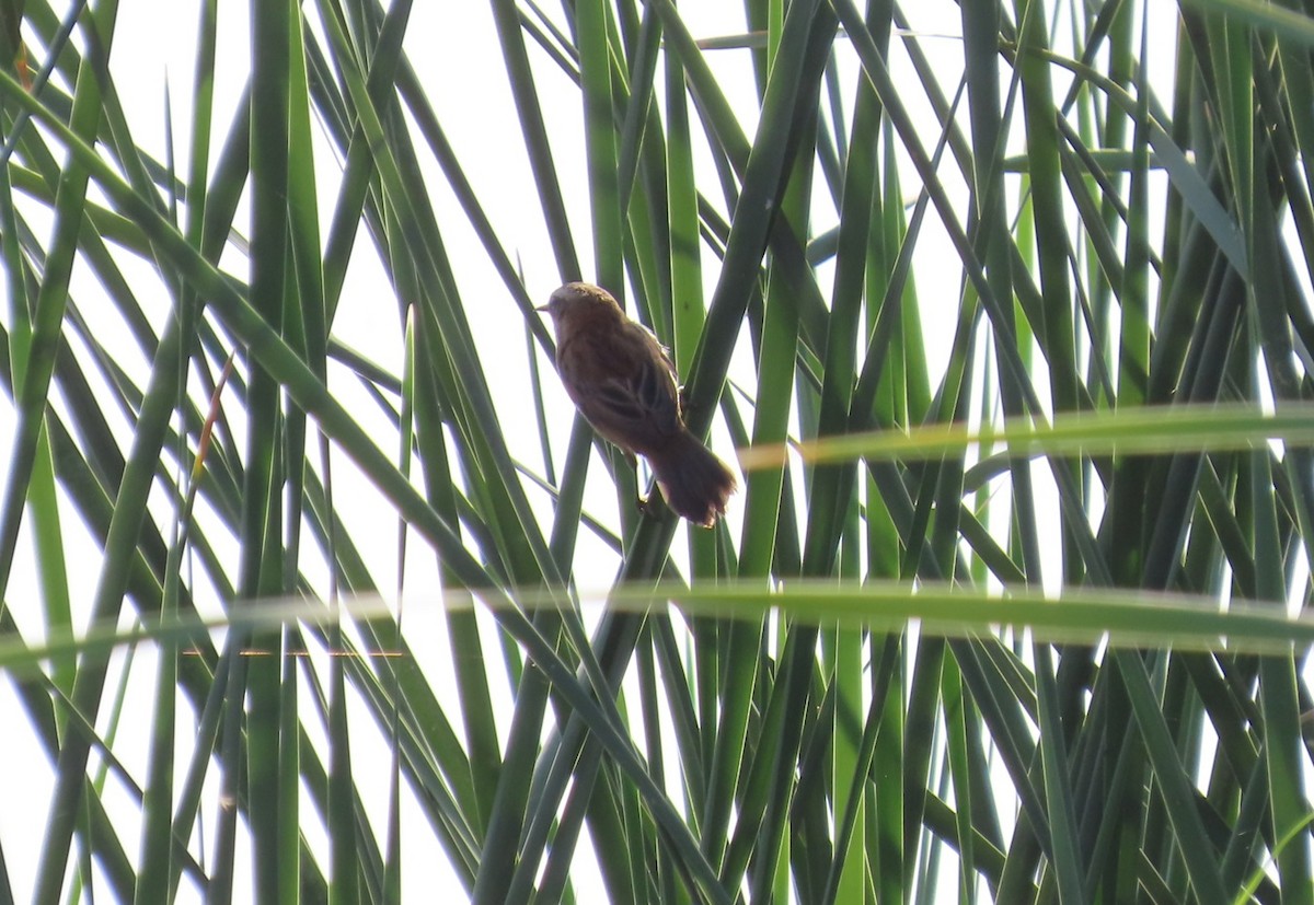 Moustached Warbler - ML646284752