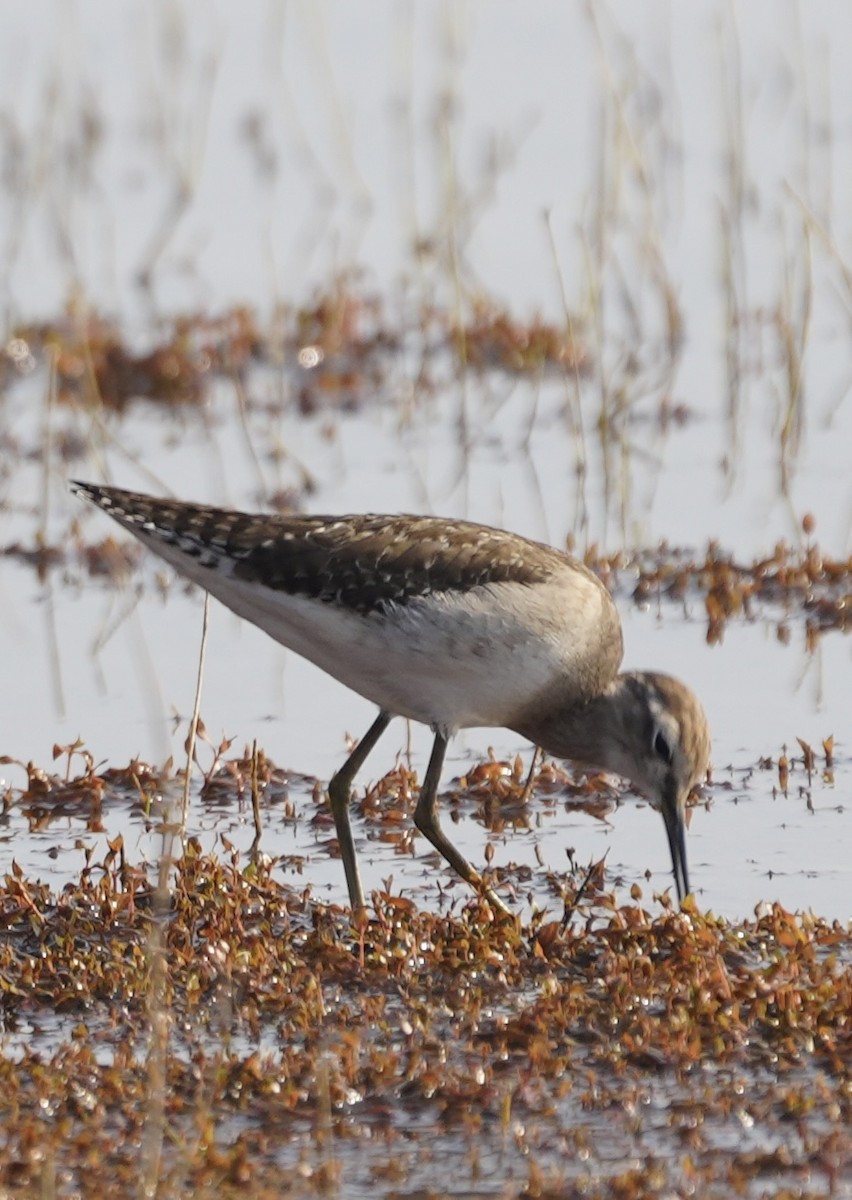 Wood Sandpiper - ML646284753