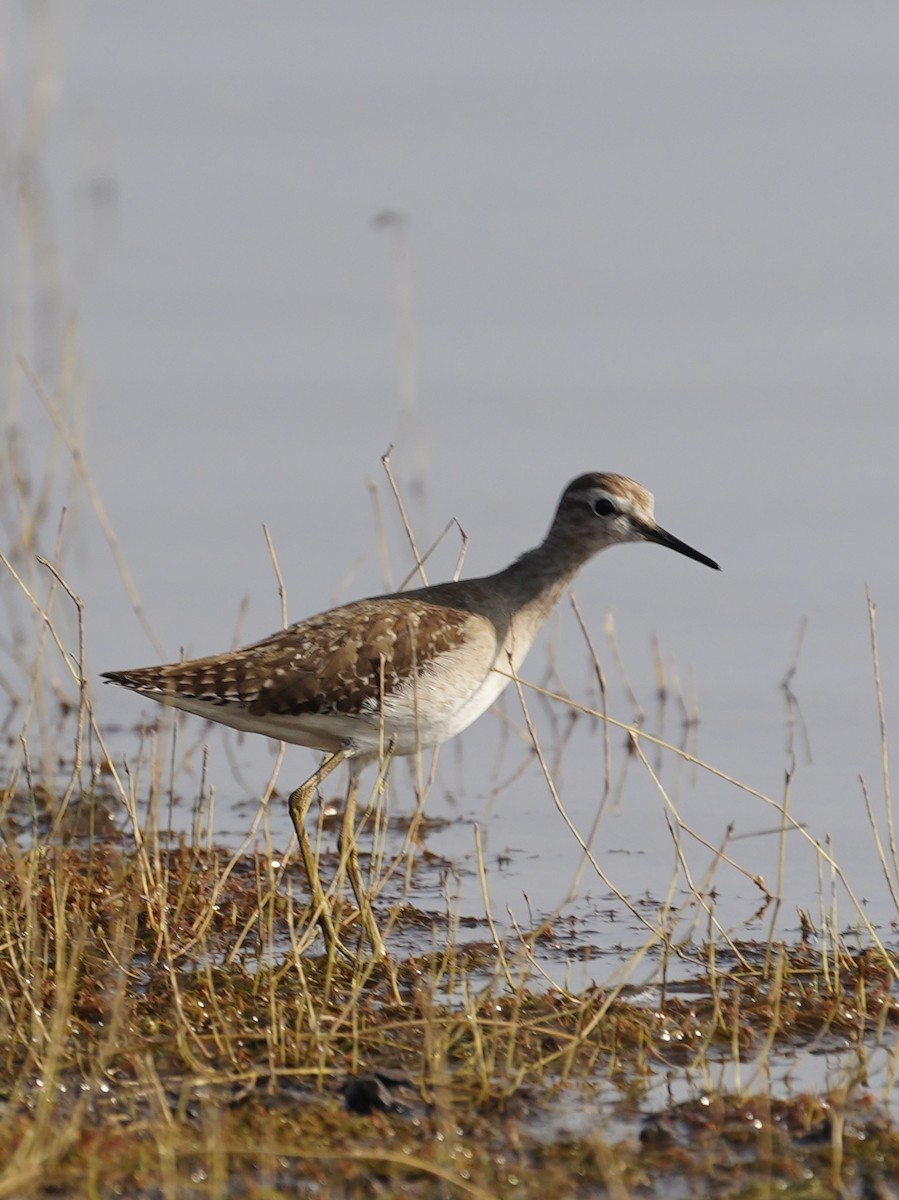 Wood Sandpiper - ML646284754