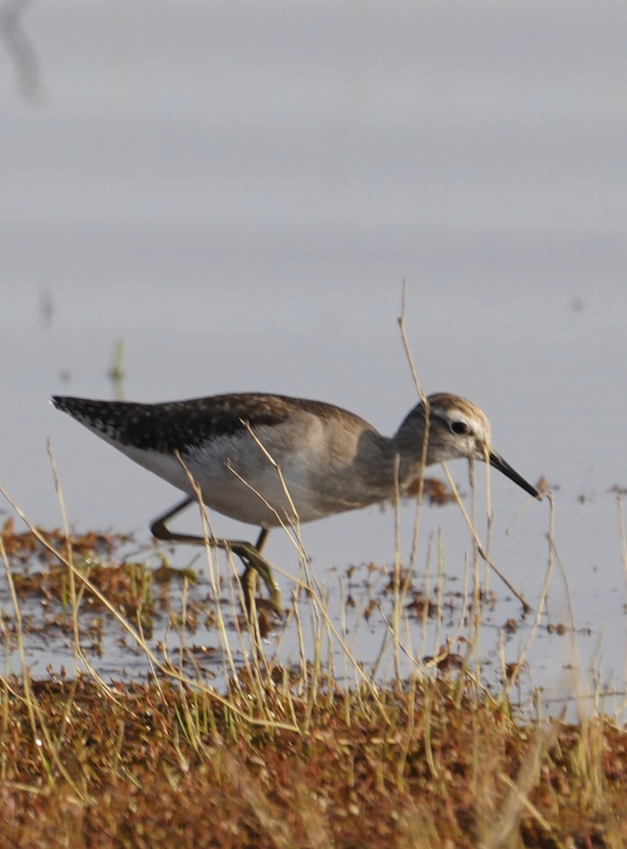 Wood Sandpiper - ML646284755