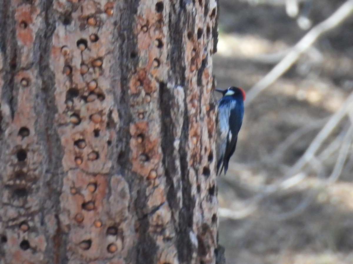 Carpintero Bellotero - ML646284759