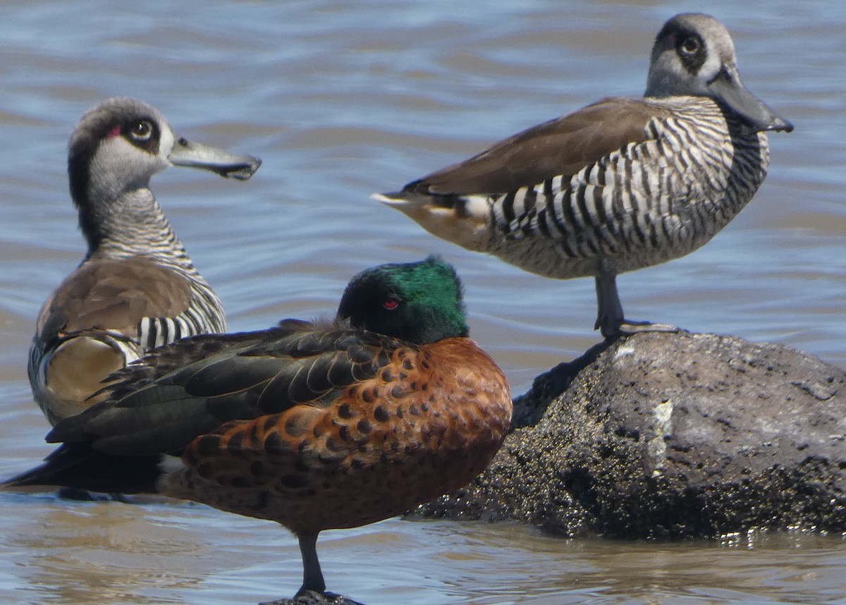 Pato Pachón - ML646284760