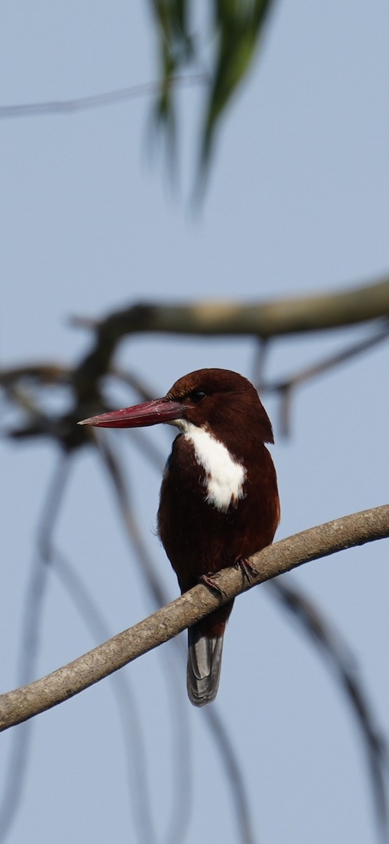 Alción de Esmirna - ML646284761